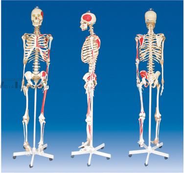 The color model of human skeleton attach with joint ligament and enthesis of muscles